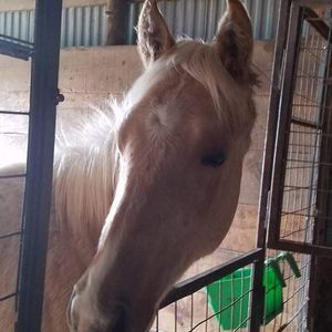 Meet your Posher, Susan